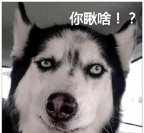 娱乐吃瓜酱二哈